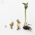 Germinating seed, four stages
