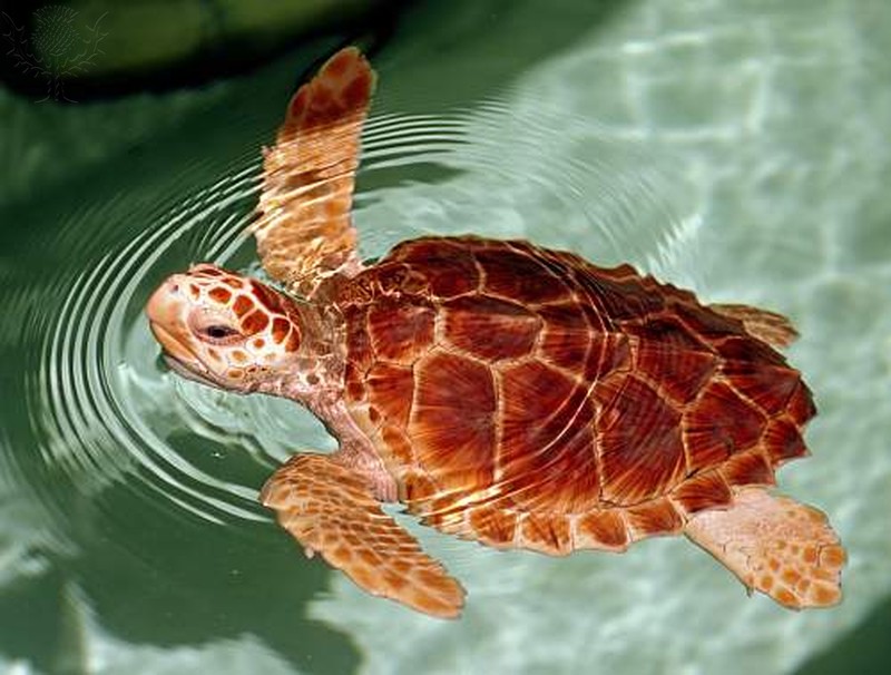 Loggerhead Sea Turtle swimming in shallow water