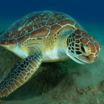 Green Sea Turtle Eating Sea Grass